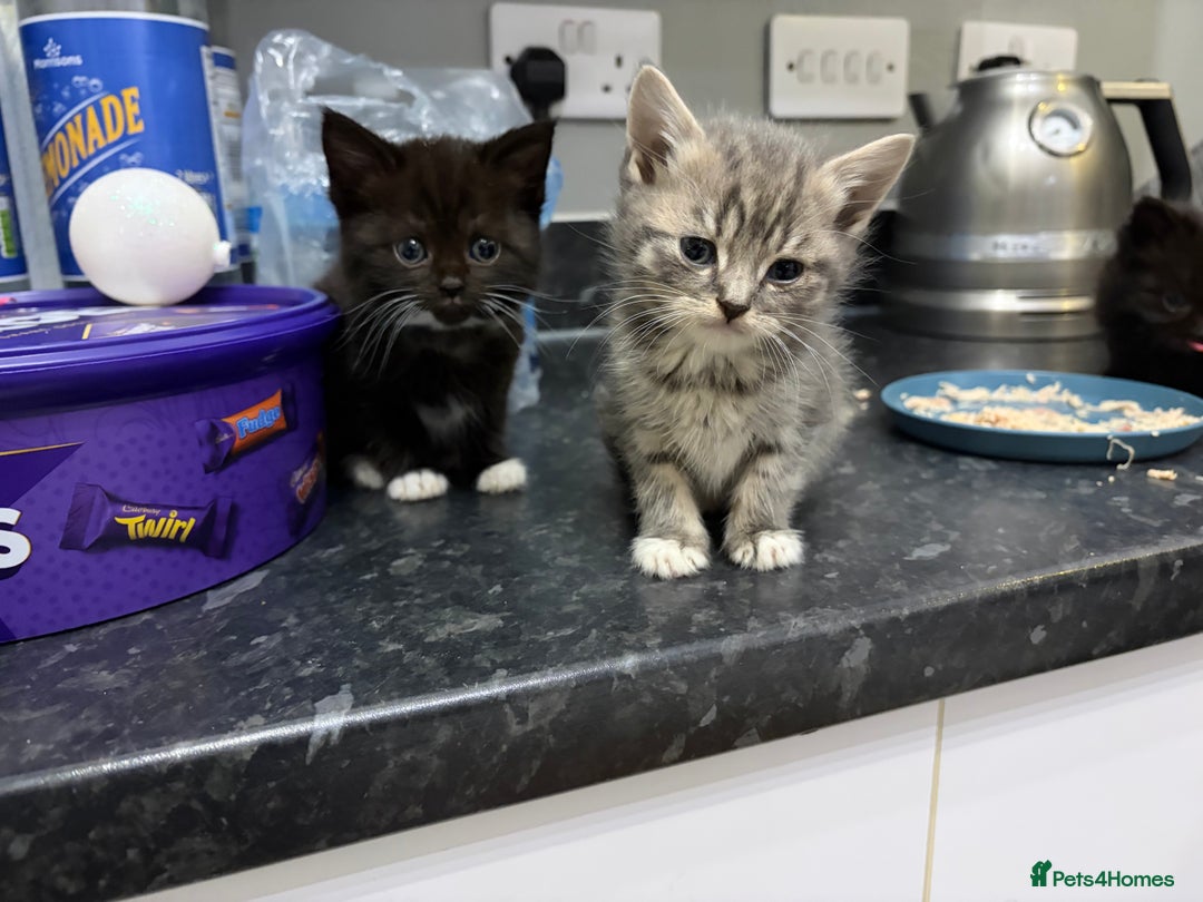 British Shorthair cats for sale: 3 little boys  - Advert 2