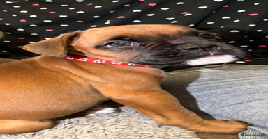 Boxer dogs - Advert 3