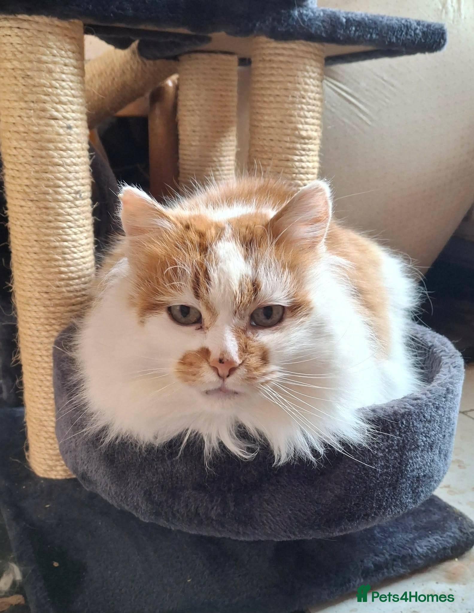 Mixed Breed cats Charlie for adoption - Advert 11