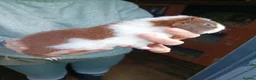 Guinea Pig rodents for sale: Teddy Guinea pig babys in Ayr - Advert 5