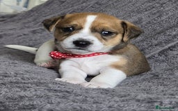 Jack Russell dogs for sale: 🐶 Jack Russell Puppies  – 4 Females & 1 Male 🐶 - Image 9