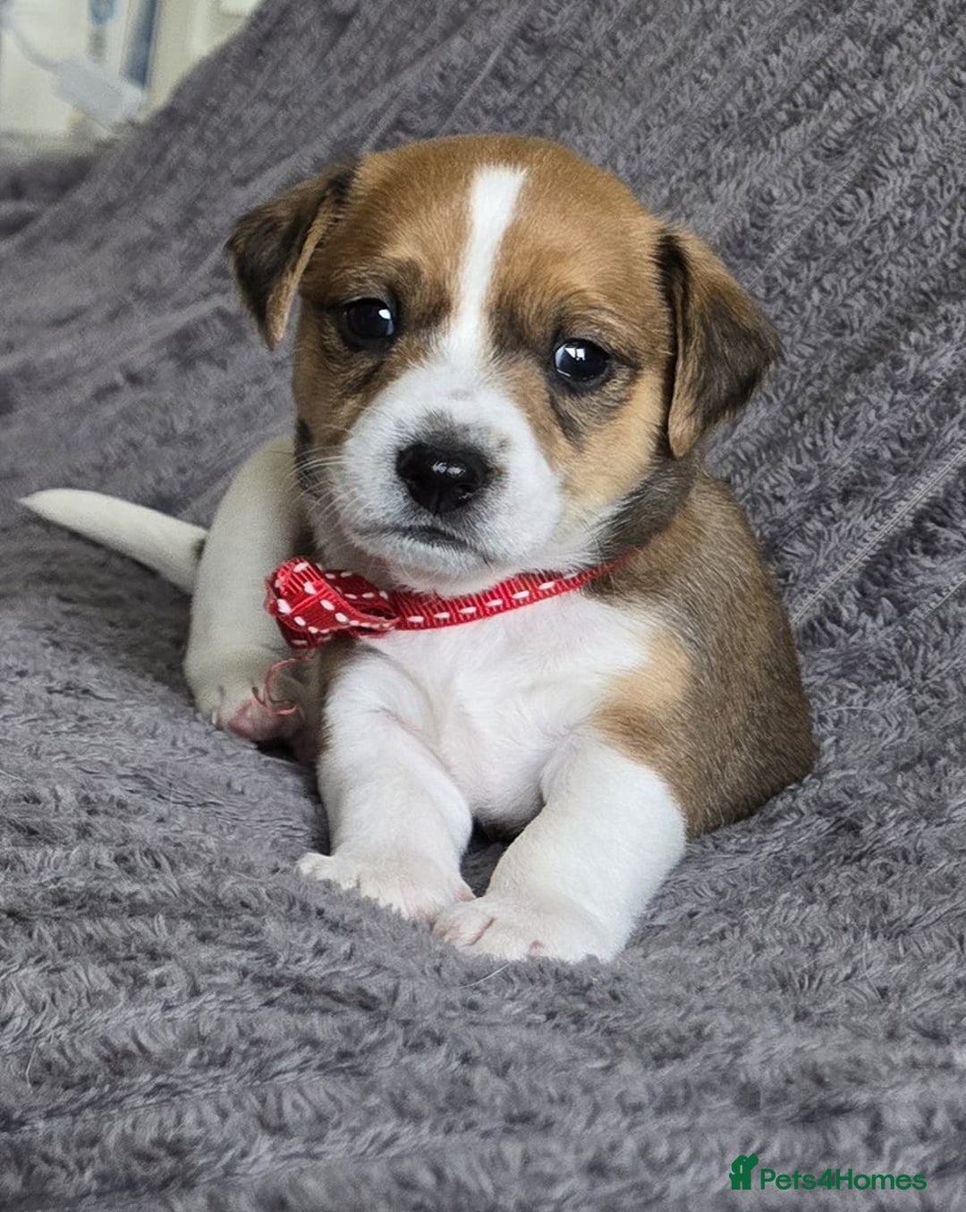 Jack Russell dogs for sale: 🐶 Jack Russell Puppies  – 4 Females & 1 Male 🐶 - Image 9
