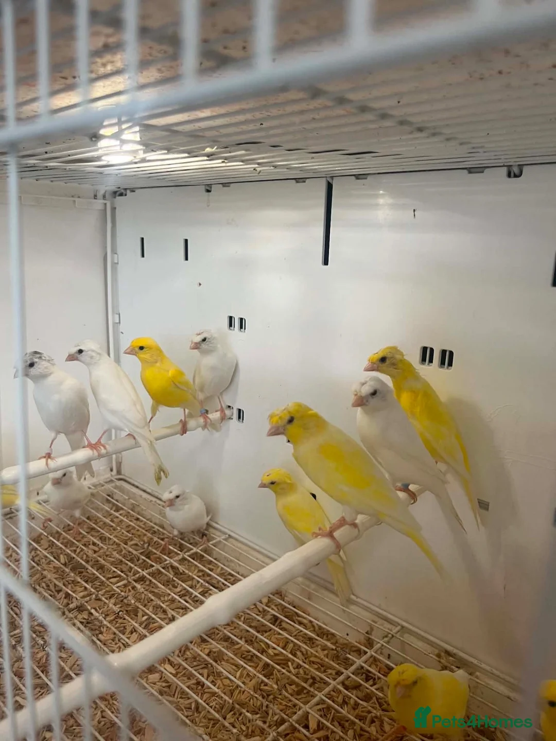 Canaries birds for sale: This years rylanders for sale  - Advert 2