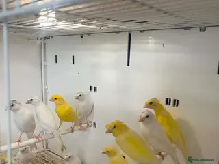 Canaries birds This years rylanders for sale - Advert 2