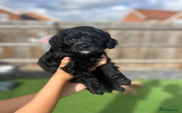 Cavapoo dogs for sale: *RARE Gorgeous Cavapoo Puppies! 🐾❤️* - Image 4