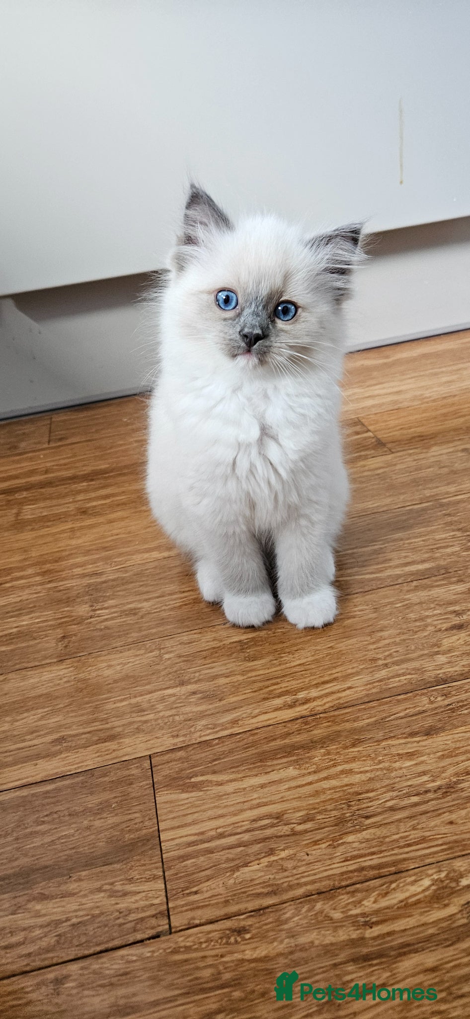 Ragdoll cats for sale: Stunning Ragdoll kittens  - Advert 1