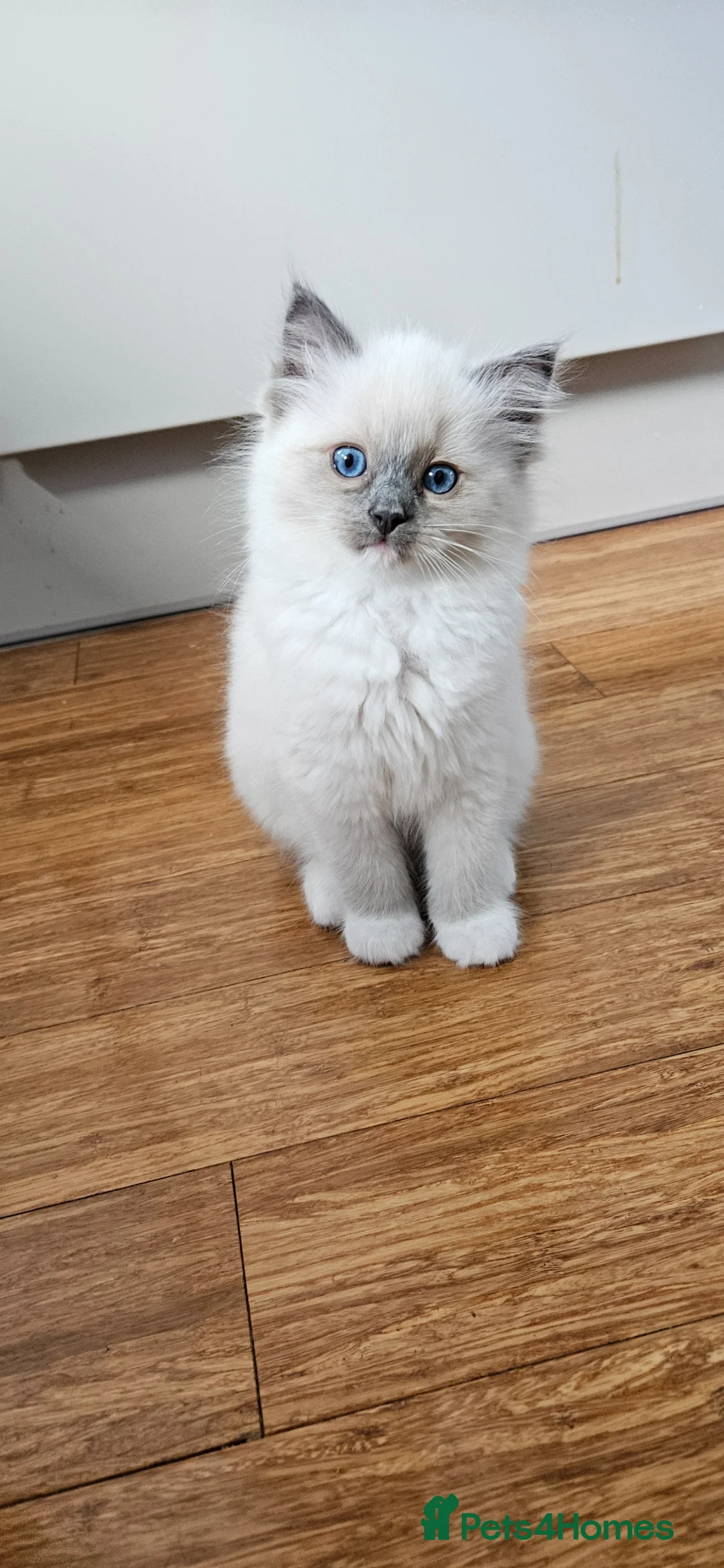 Ragdoll cats for sale: Stunning Ragdoll kittens  - Advert 1