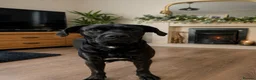 Labrador Retriever dogs for sale: Labrador Retrievers Ready Now  - Advert 11