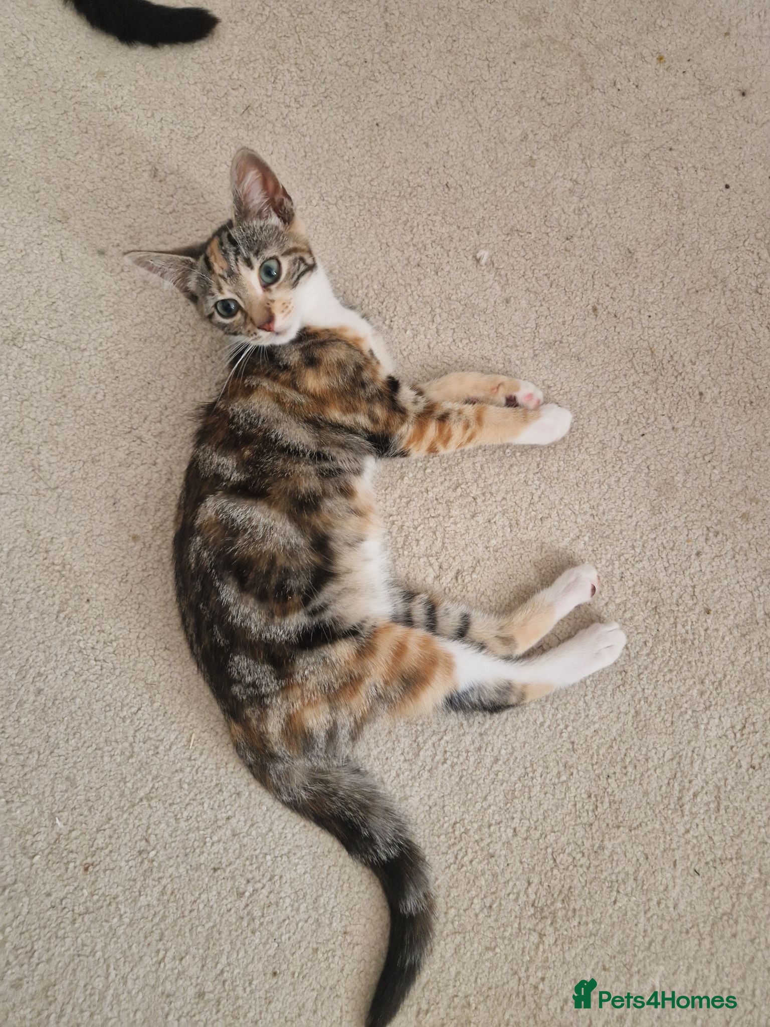 Mixed Breed cats Kittens for sale - Advert 1