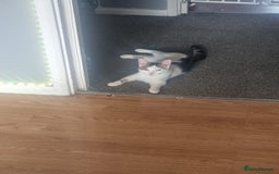 Bengal cats for sale: Male kitten pure white for sale - Image 5
