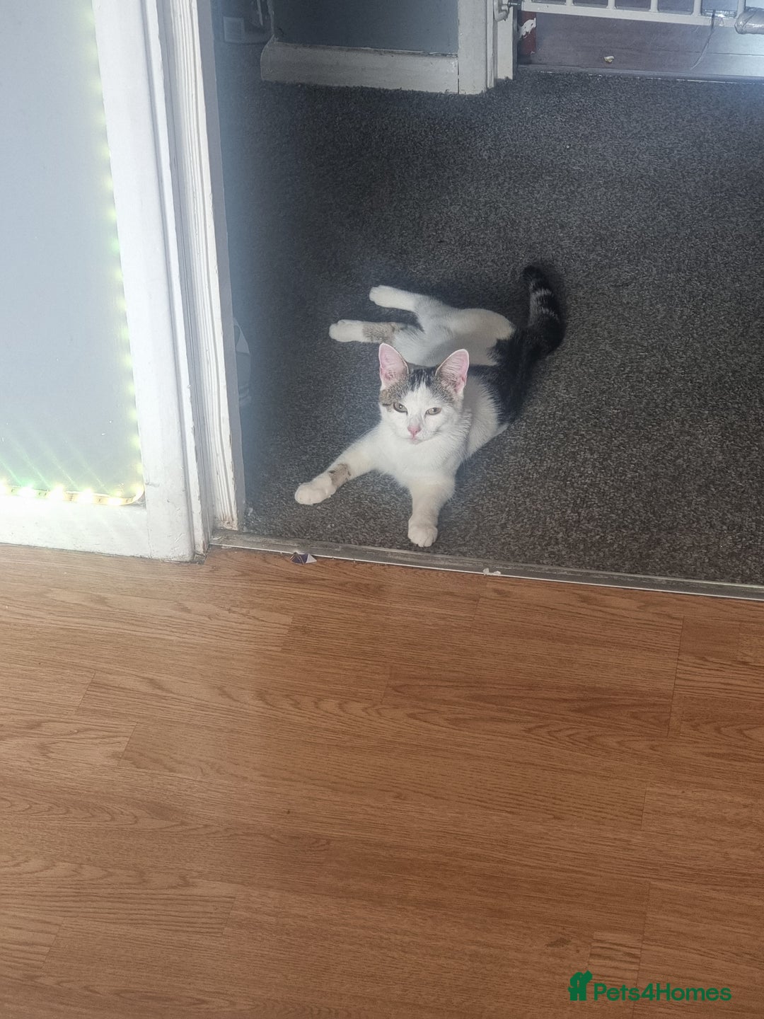 Bengal cats for sale: Male kitten pure white for sale - Image 5