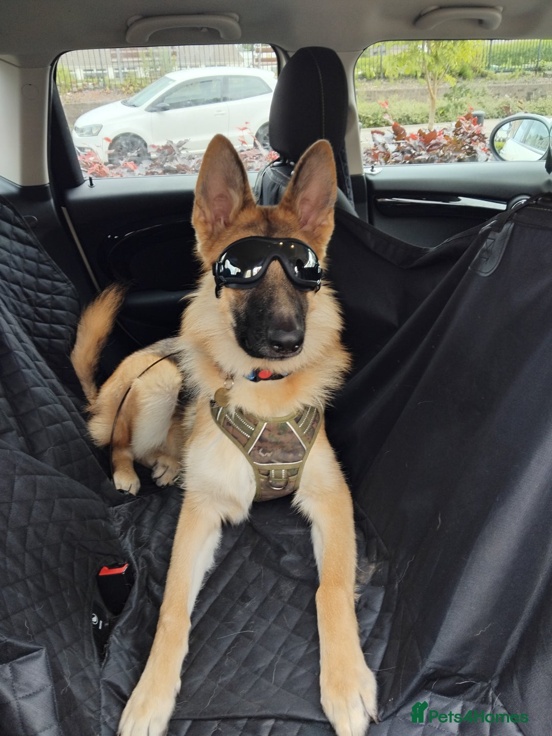 German Shepherd dogs for stud: Ragnar the German Shepherd stud - Advert 18