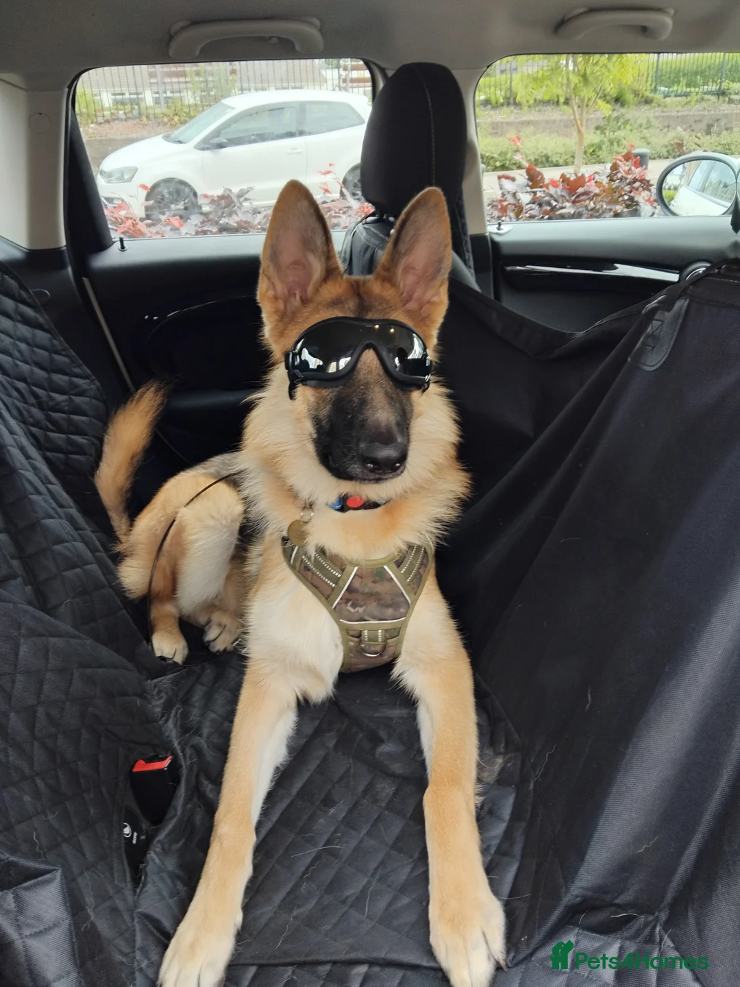 German Shepherd dogs for stud: Ragnar the German Shepherd stud - Advert 18