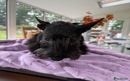 Scottish Terrier dogs for adoption: Nadine – A Little Dog with a Big Heart - Image 7