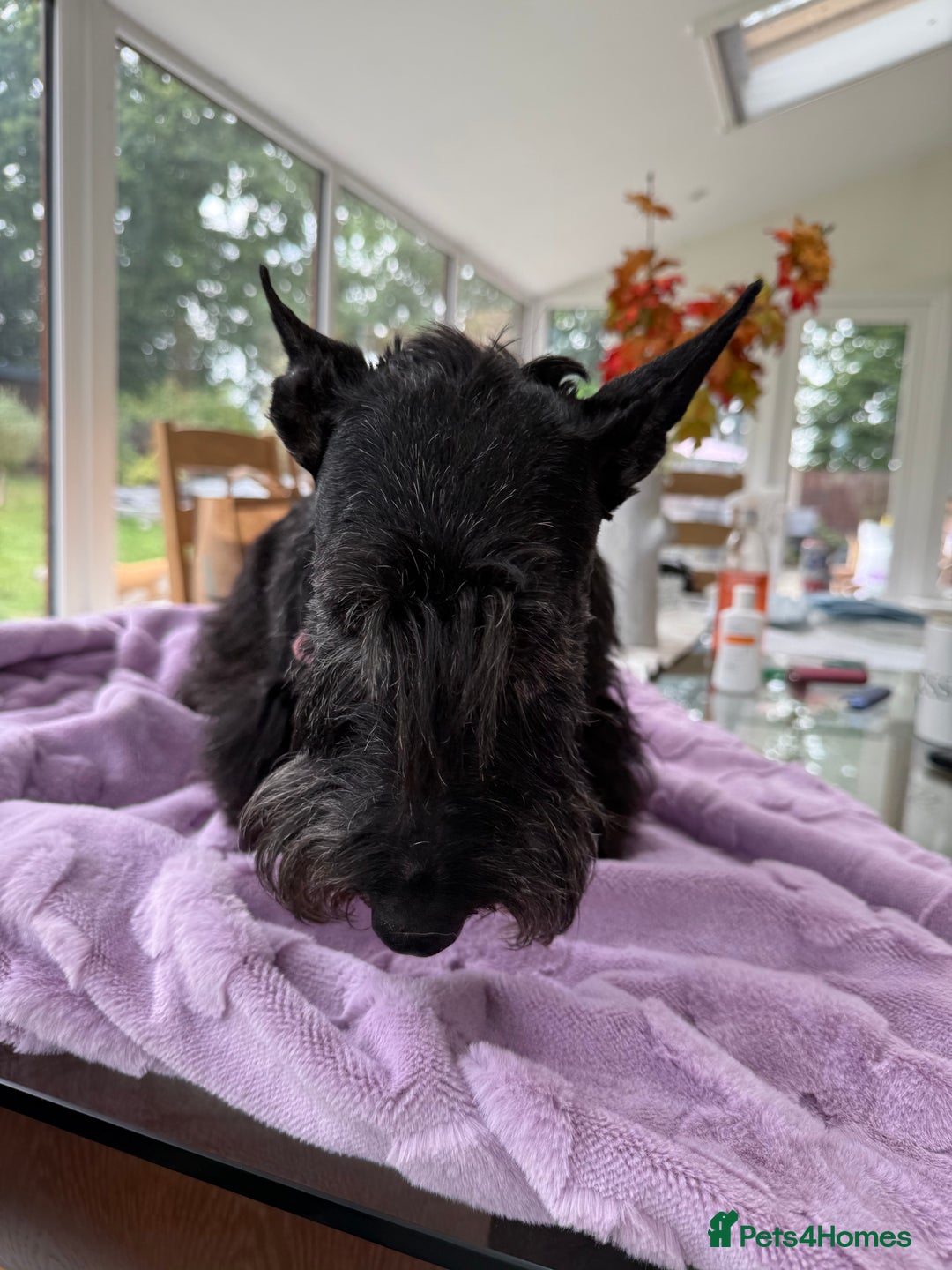 Scottish Terrier dogs for adoption: Nadine – A Little Dog with a Big Heart - Image 7