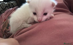 Mixed Breed cats for sale: Mixed BSH/ragdoll  - Image 12
