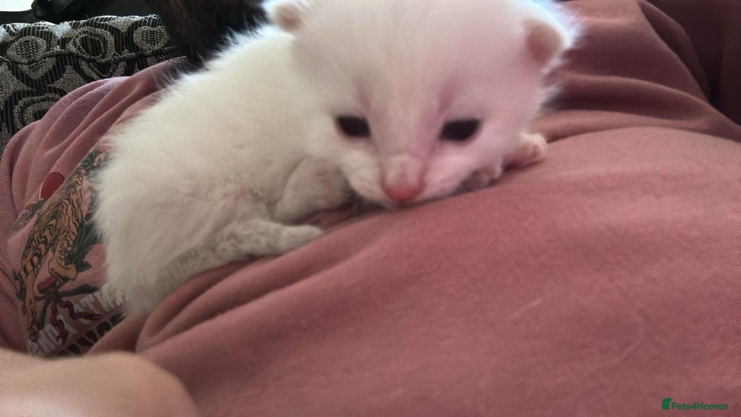 Mixed Breed cats for sale: Mixed BSH/ragdoll  - Image 12