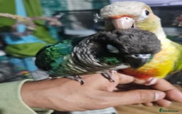 Conures birds for sale: Tame Male & Female Pineapple Conures - Image 19