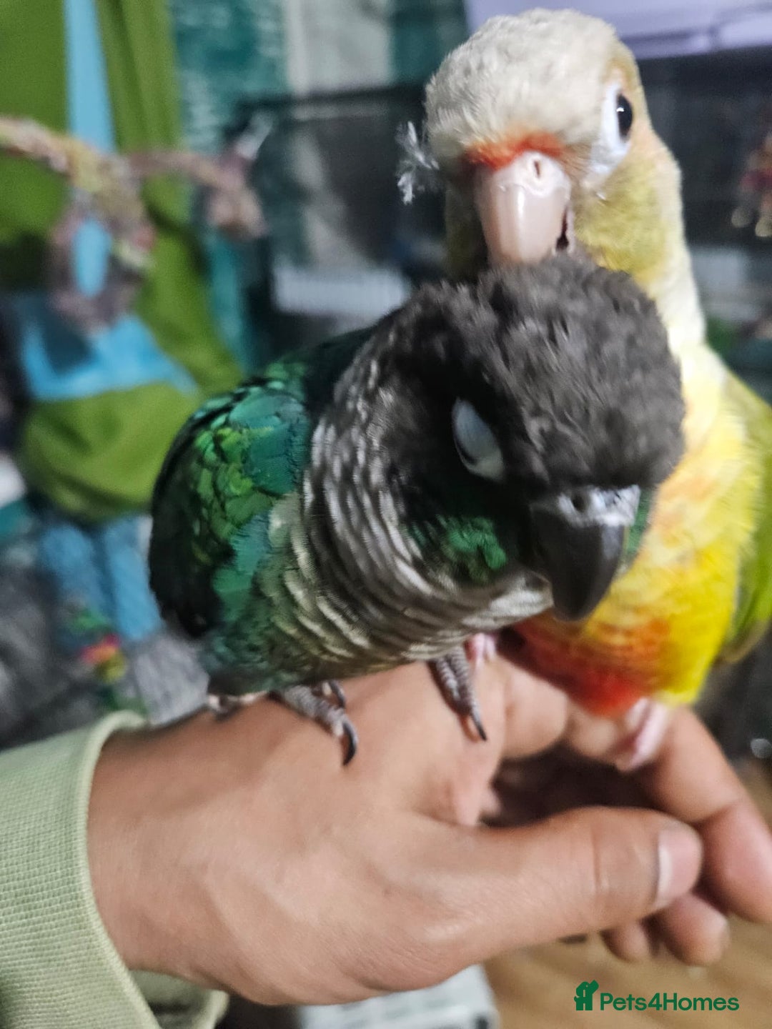 Conures birds for sale: Tame Male & Female Pineapple Conures - Image 19