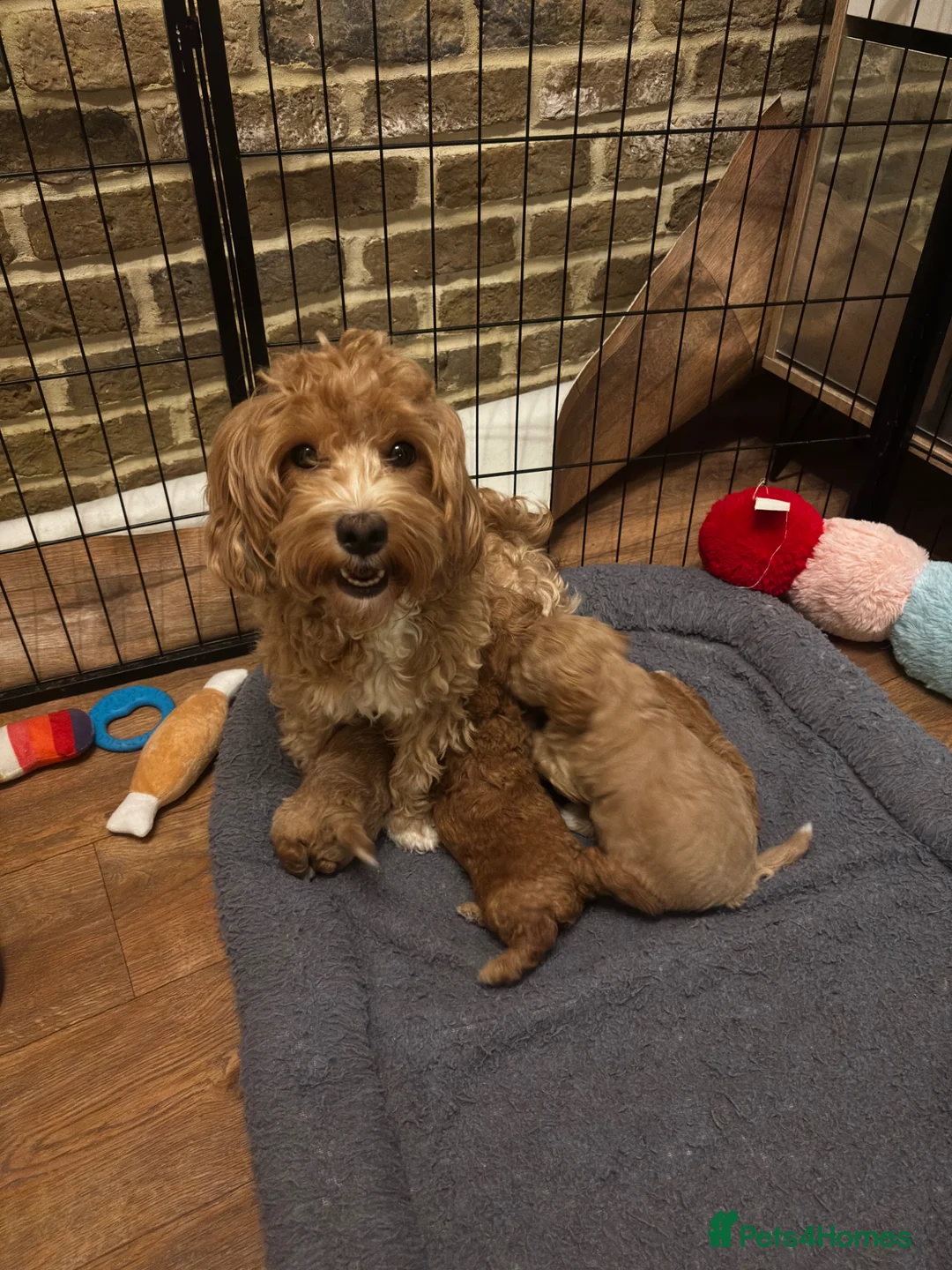 Maltipoo dogs for sale: Exquisite Maltipoos DNA Health Tested Parents - Advert 15
