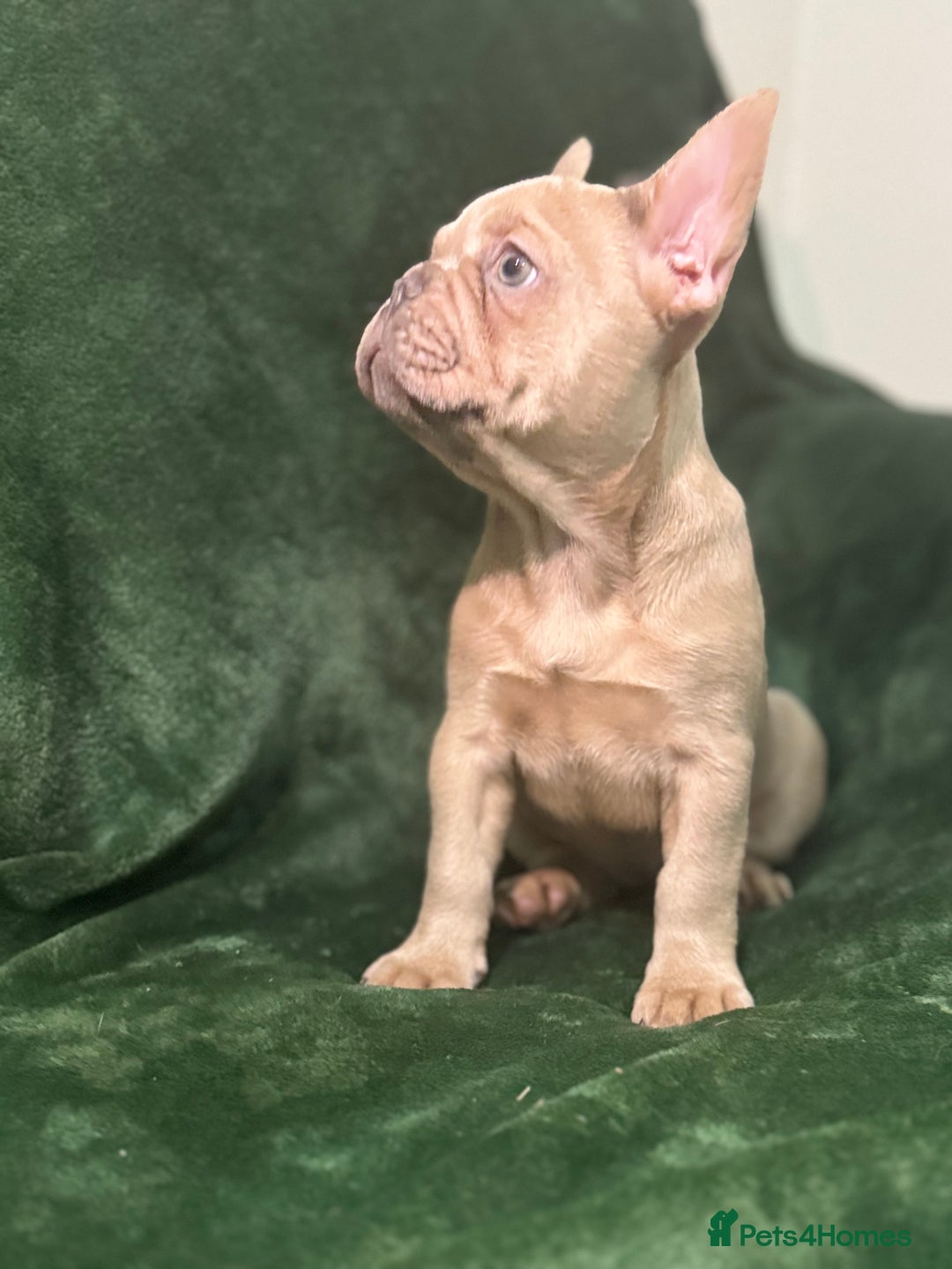 French Bulldog dogs for sale:  KC Registered French Bulldog Puppies - Advert 21