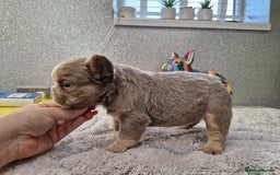 French Bulldog dogs for sale: Beautiful fluffy french bulldog puppies - Image 4
