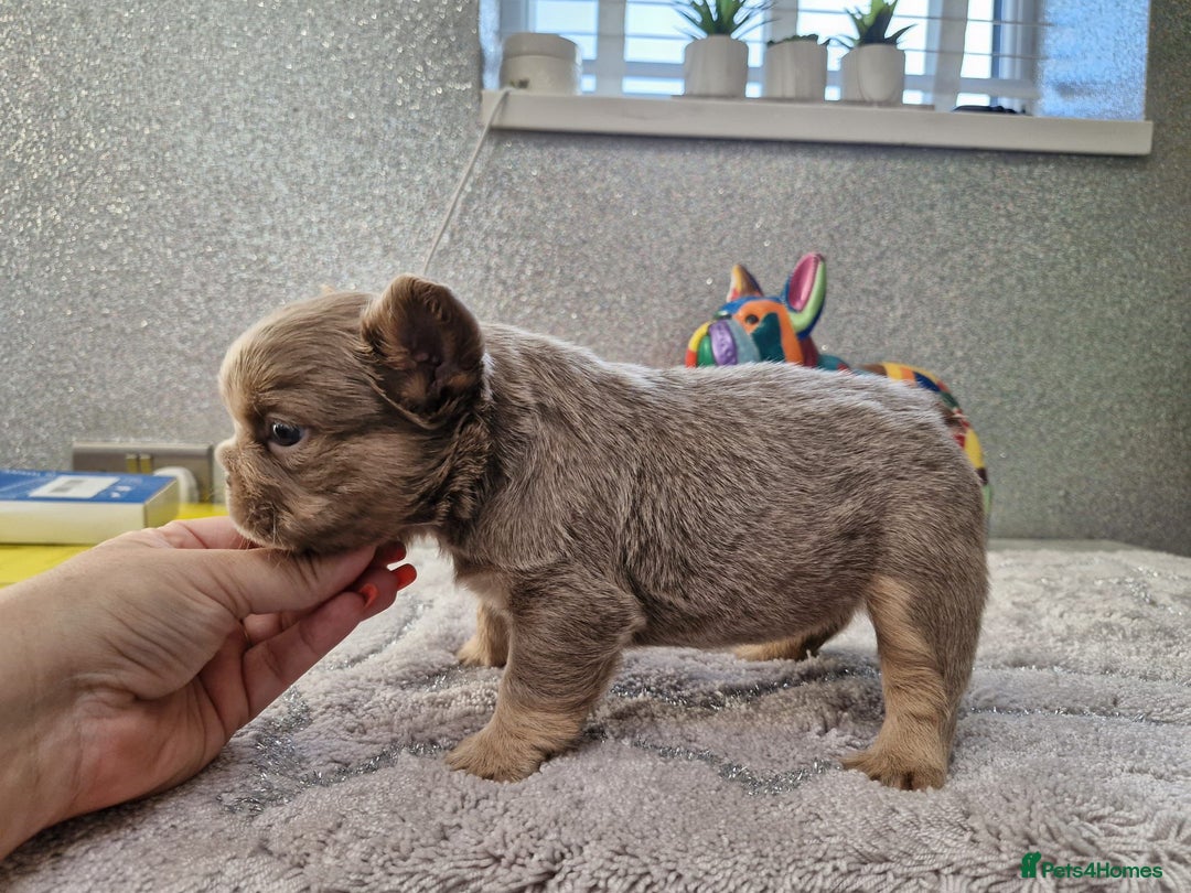 French Bulldog dogs for sale: Beautiful fluffy french bulldog puppies - Image 4