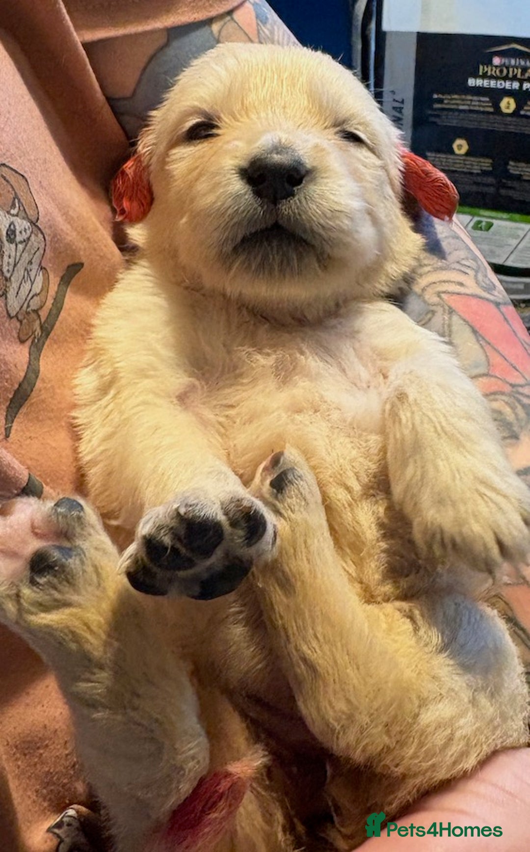 Golden Retriever dogs for sale: Gorgeous KC Registered Goldies. 5 Star Reg.Breeder - Advert 8