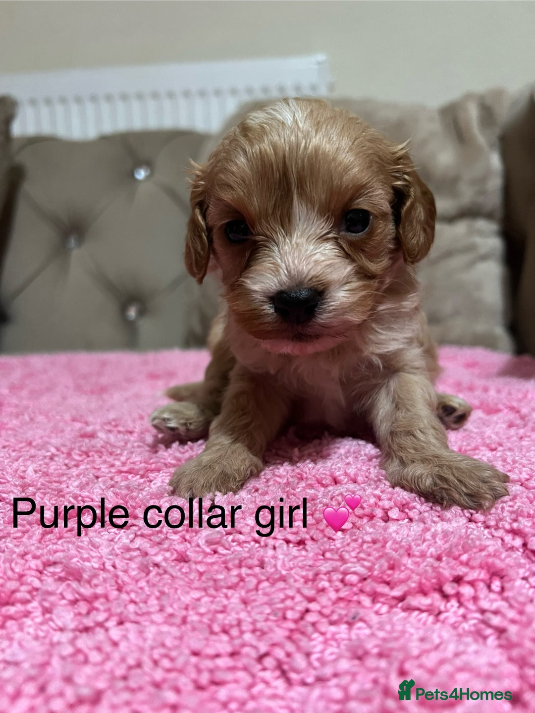 Cavapoo dogs for sale: Health tested cavapoos ready 16th February 🐶 - Advert 10