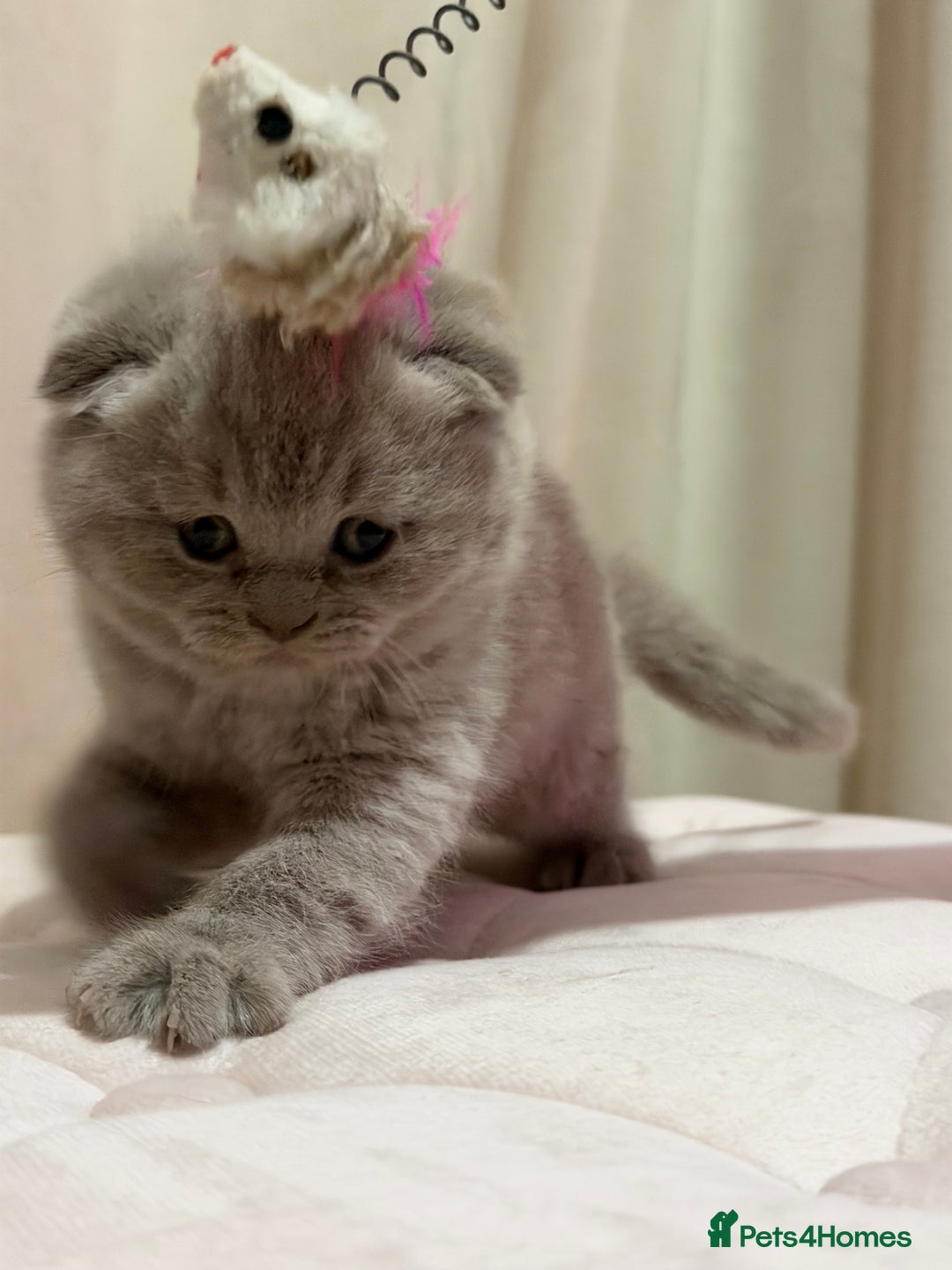 Scottish Fold cats for sale: Scottish Fold/ Straight kitties  - Advert 7