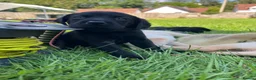 Labrador Retriever dogs for sale: Kc reg health tested Labrador pups  in Bideford - Advert 14