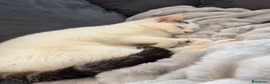Domestic Shorthair 1
