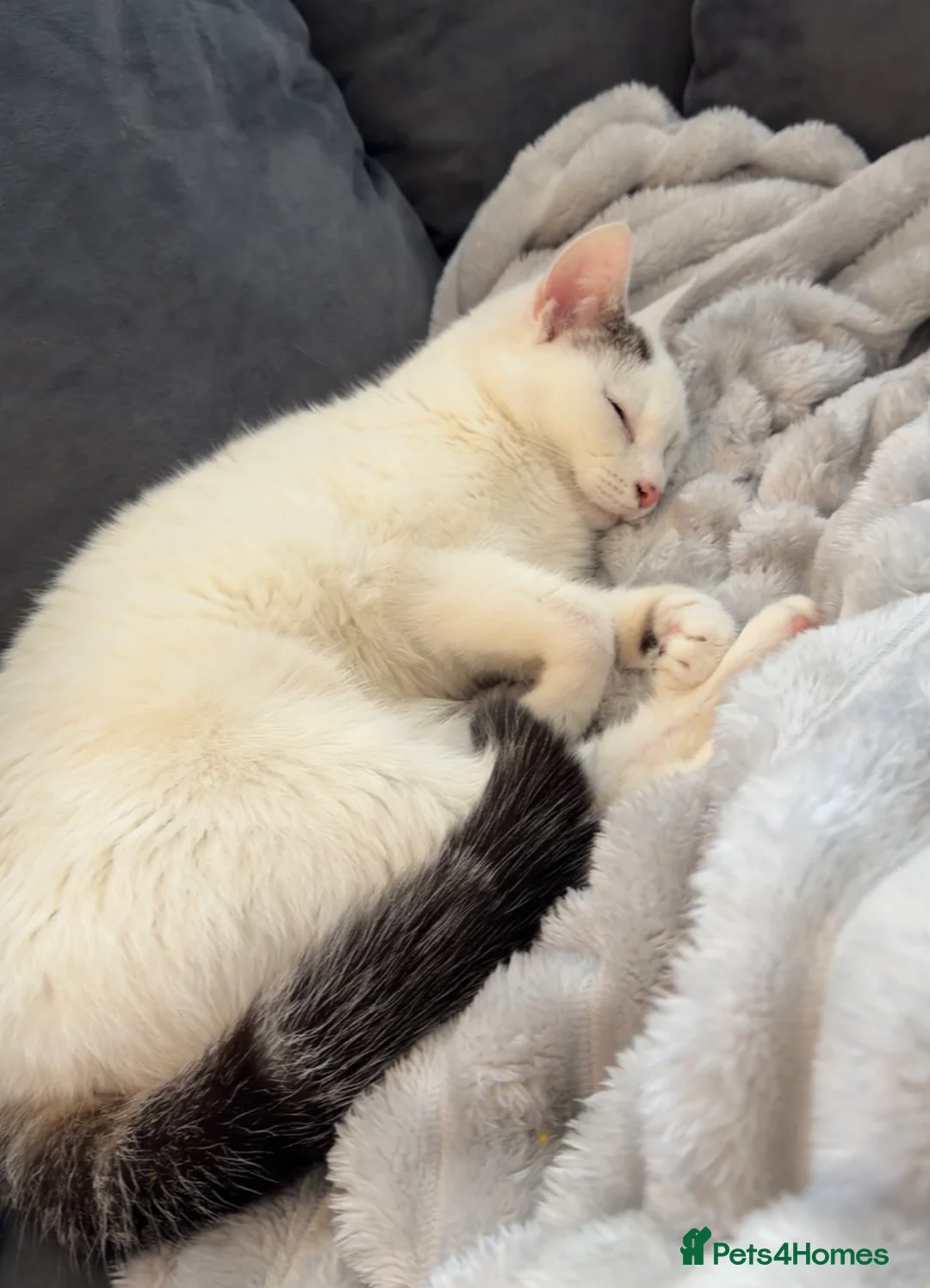 Domestic Shorthair cats for sale: Yuki the Gorgeous blue eyed white cat  in Burnley - Advert 2