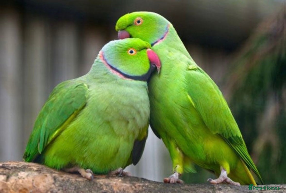 Parakeets birds 🦜 WANTED: RINGNECK PARAKEETS 🦜 - Advert 6