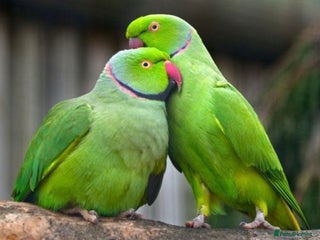 Parakeets birds 🦜 WANTED: RINGNECK PARAKEETS 🦜 - Advert 3
