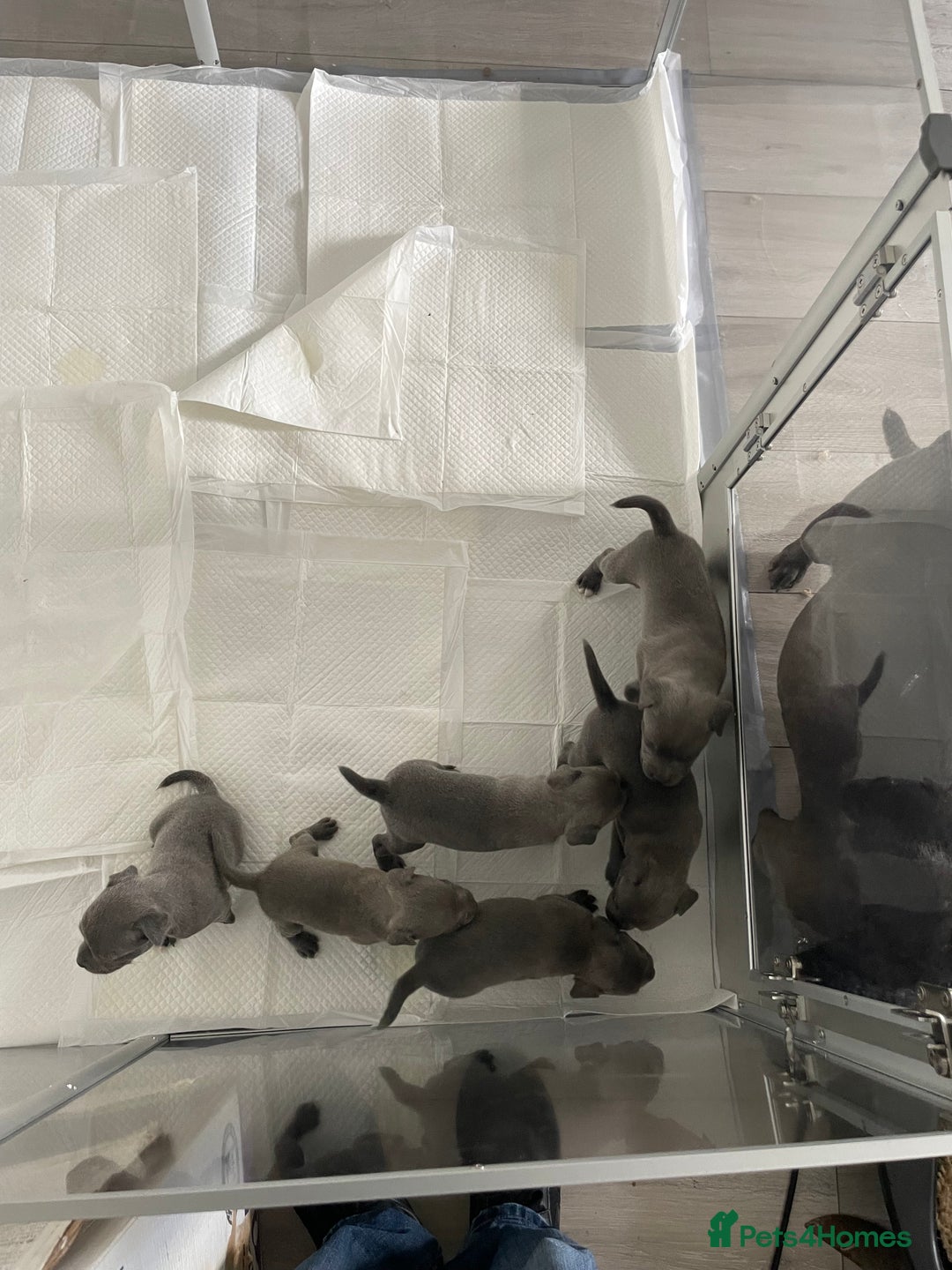 Staffordshire Bull Terrier dogs for sale: Blue Staffies For Sale - Image 6