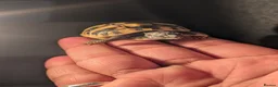 Tortoise reptiles for sale: Spur Thigh and Herman Tortoise  - Advert 1