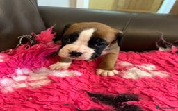 Boxer dogs for sale: Boxer puppies from Health Tested Parents  - Image 4