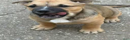 Mixed Breed dogs for sale: German shepherd x Staff litter - super friendly - Advert 8