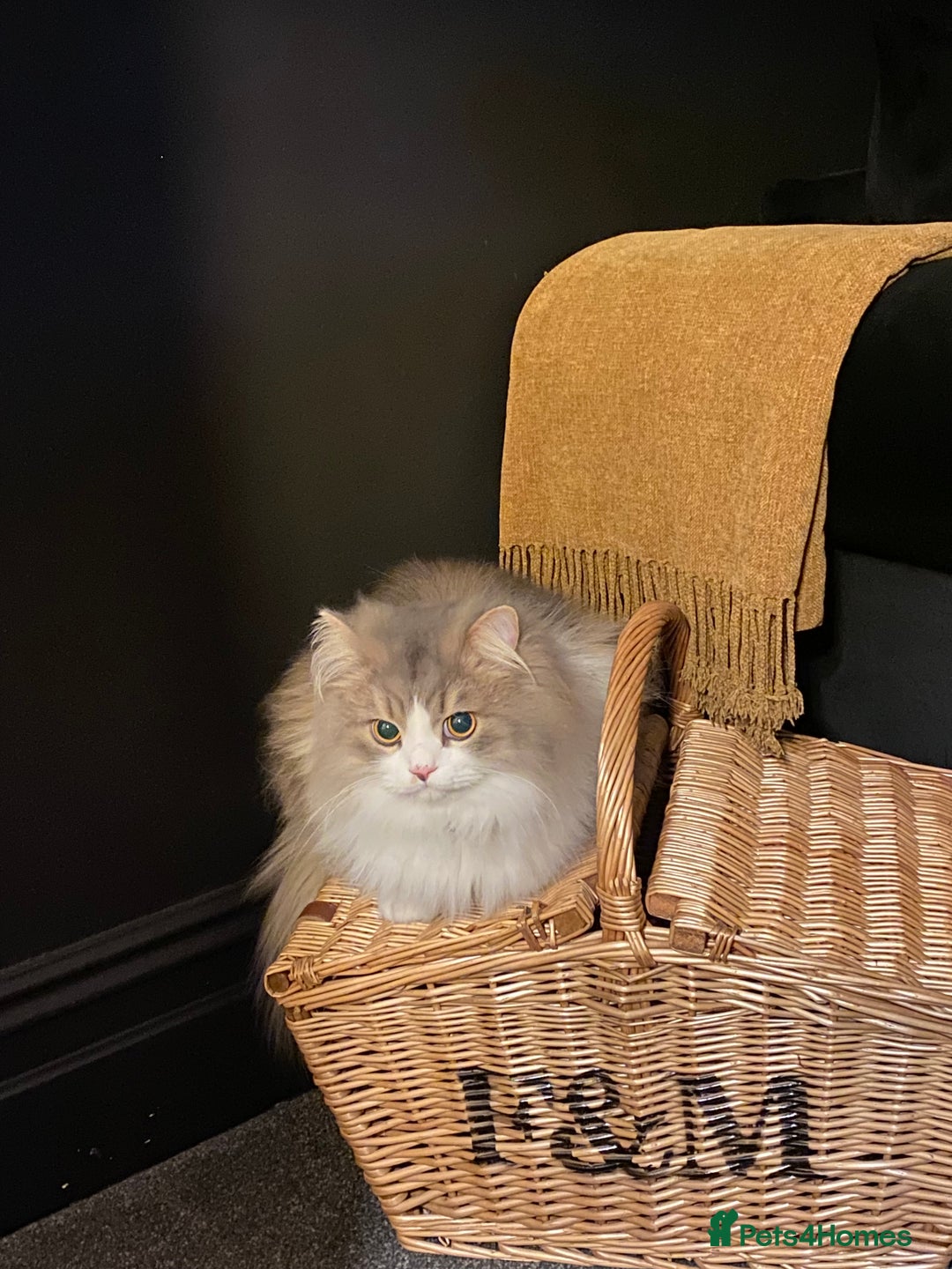 Persian cats for sale: Brother and sister around 18 months old - Image 4