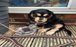 Cocker Spaniel dogs for sale: Sable cockerspaniel puppies - Image 26
