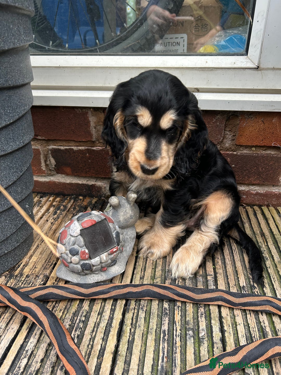 Cocker Spaniel dogs for sale: Sable cockerspaniel puppies - Image 26