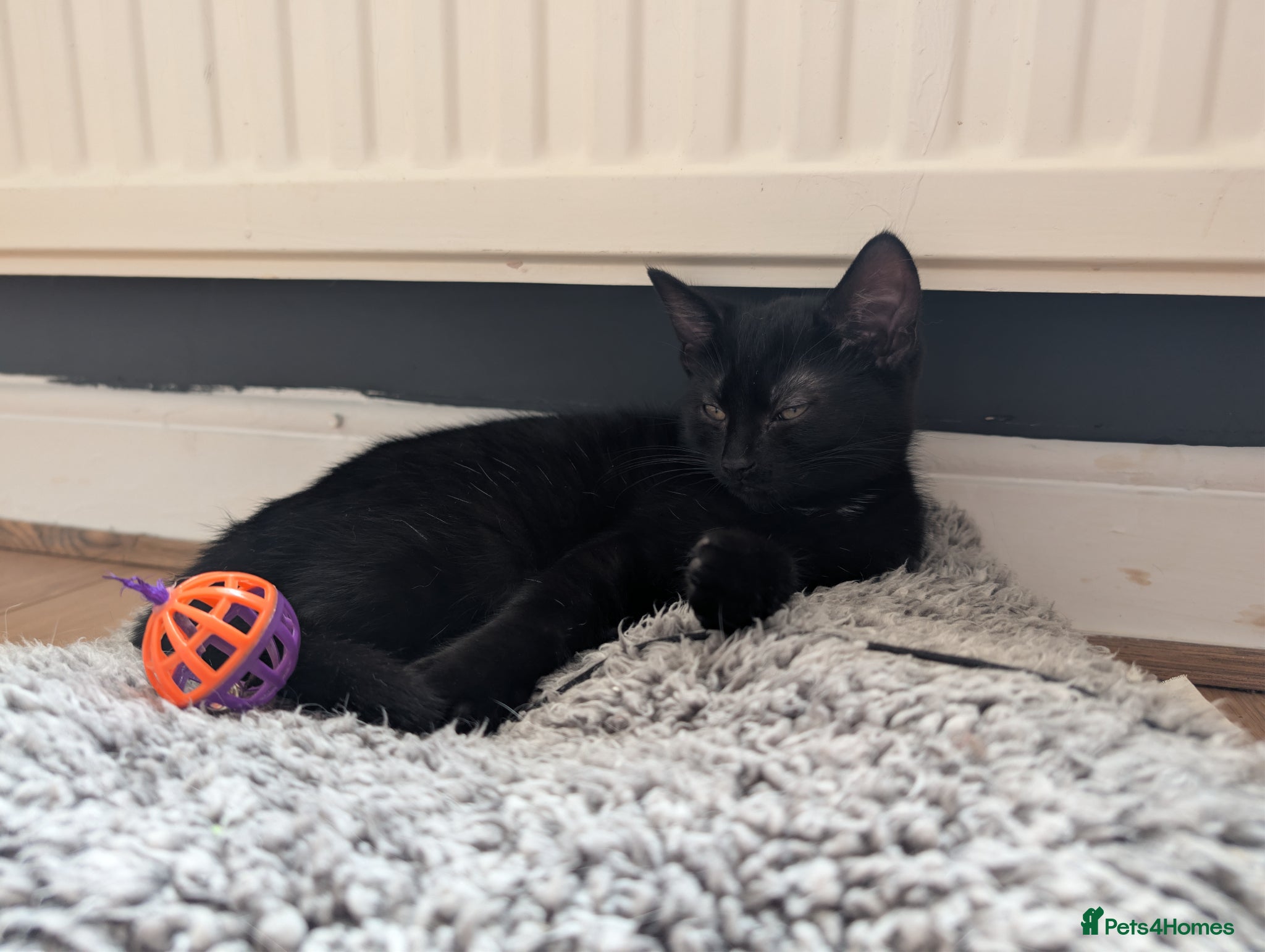 Mixed Breed cats Little kitten looking for new homr - Advert 2