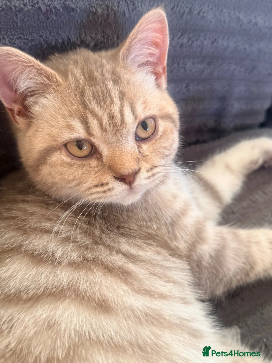 Mixed Breed cats for sale: Scottish Fold x BSH  - Advert 2