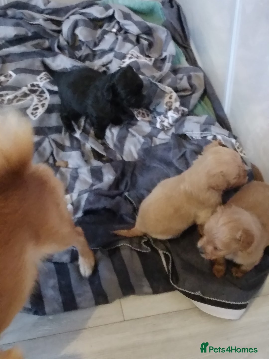 Mixed Breed dogs for sale: Beautiful  - Image 14