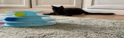 Maine Coon cats for sale: 2 Maine coon kittens  - Advert 15