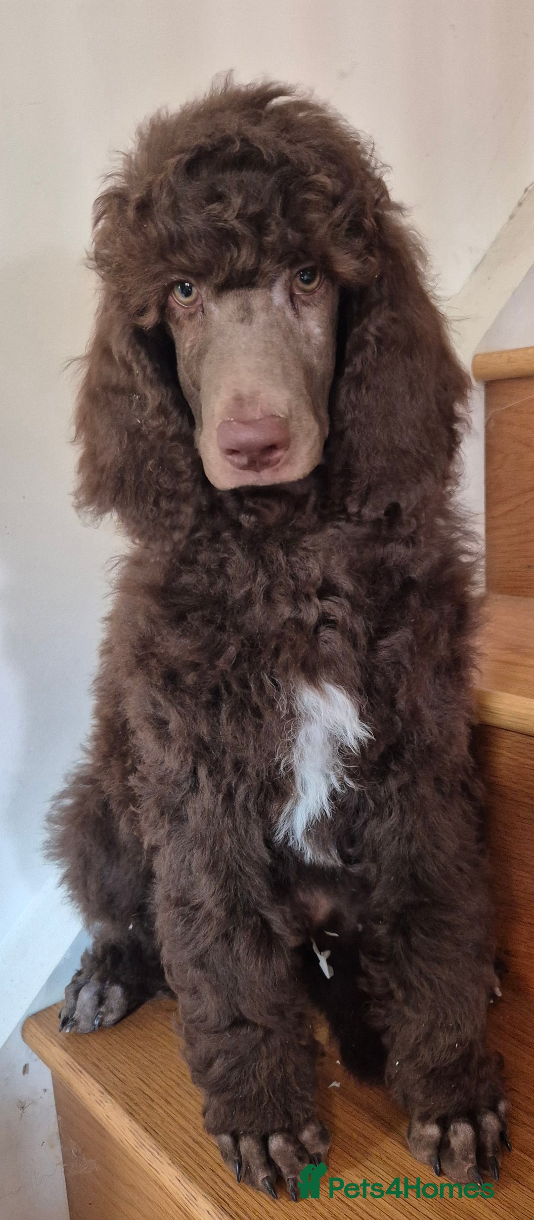 Standard Poodle dogs for sale: KC reg Brown Parti & phantom Standard Poodle pups - Image 9