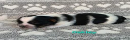 Yorkshire Terrier dogs for sale: 1 Girl Star 1 Boy Oakley  - Advert 11