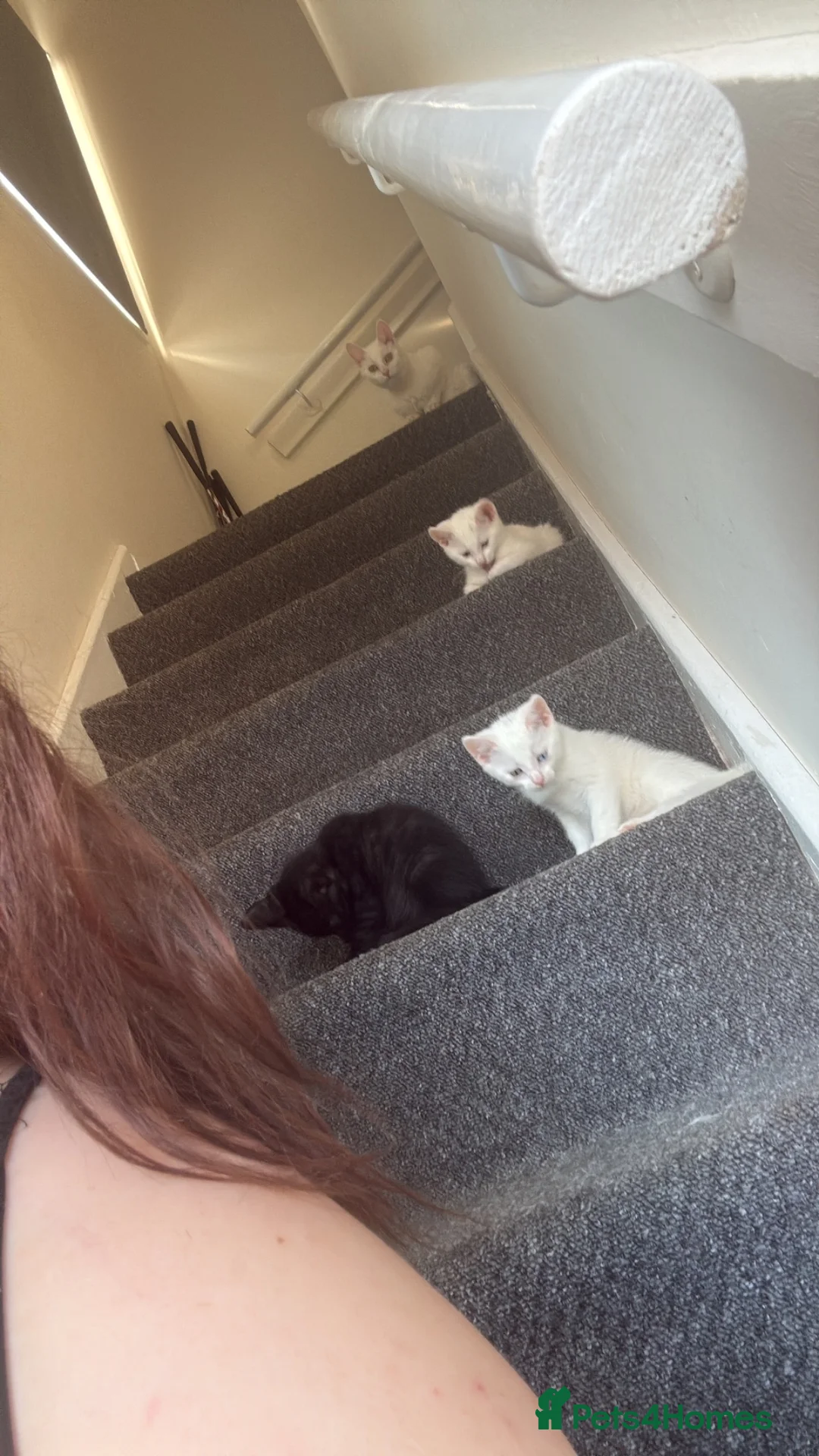 Mixed Breed cats for sale: 2 beautiful babies, 1 boy and 1 girl  in Heanor - Advert 2