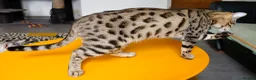 Bengal cats for sale: Gorgeous Brown Rosetted Boy  - Advert 9